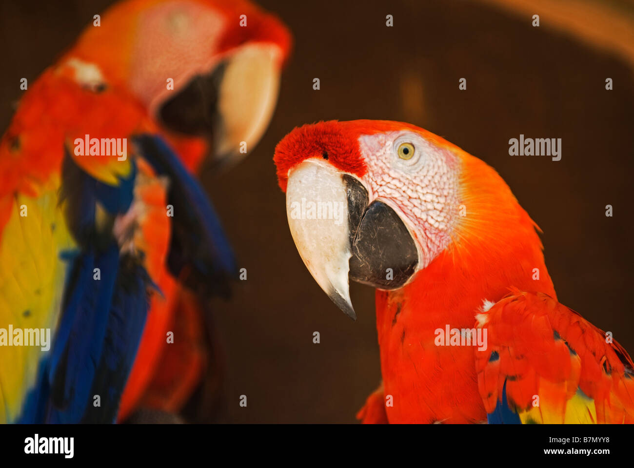 Honduras, Copan, Macaw Mountain Bird Park. Scarlet Macaw (Ara macao). Stock Photo