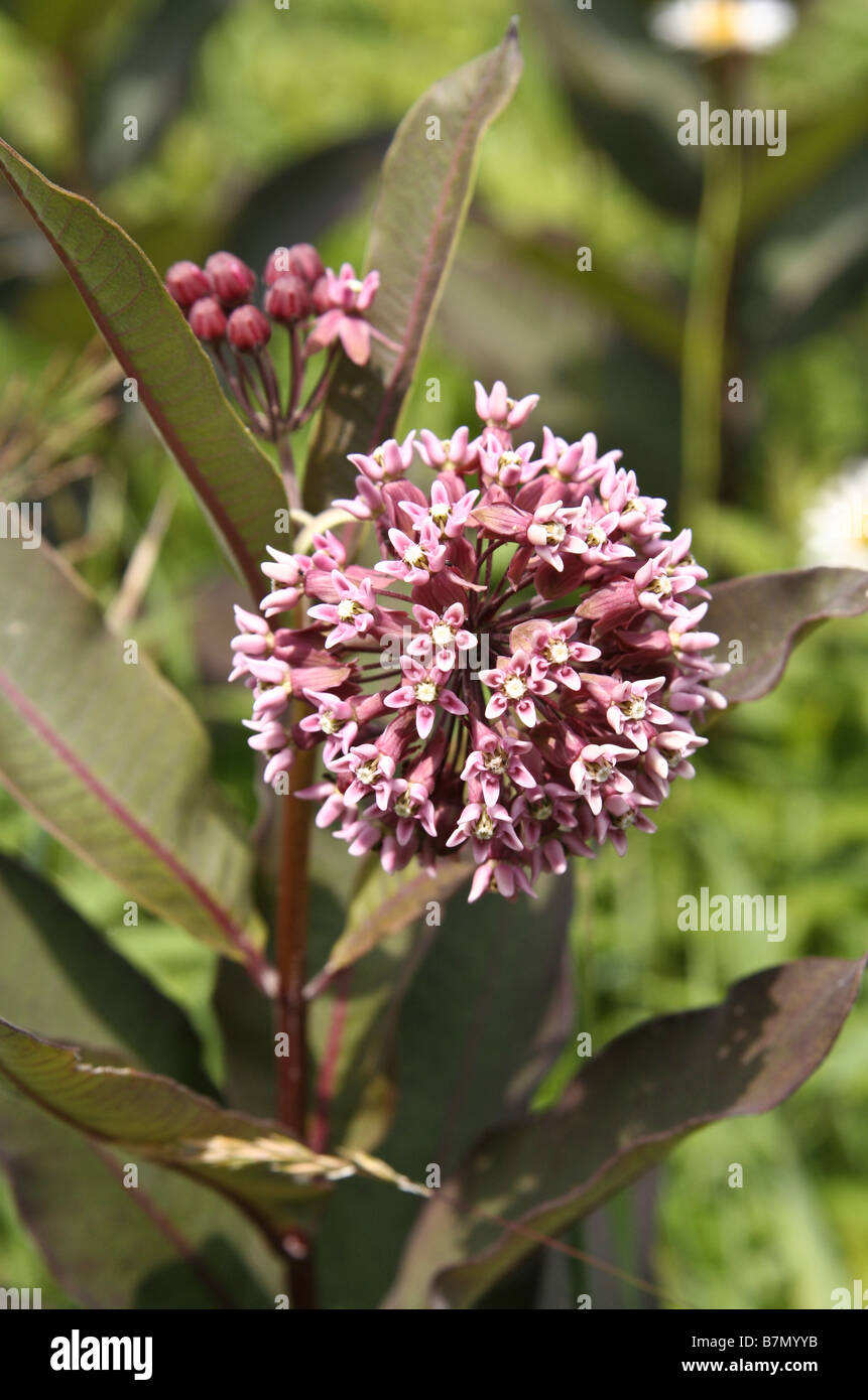 Milkweed flower found in Adirondack NY Stock Photo