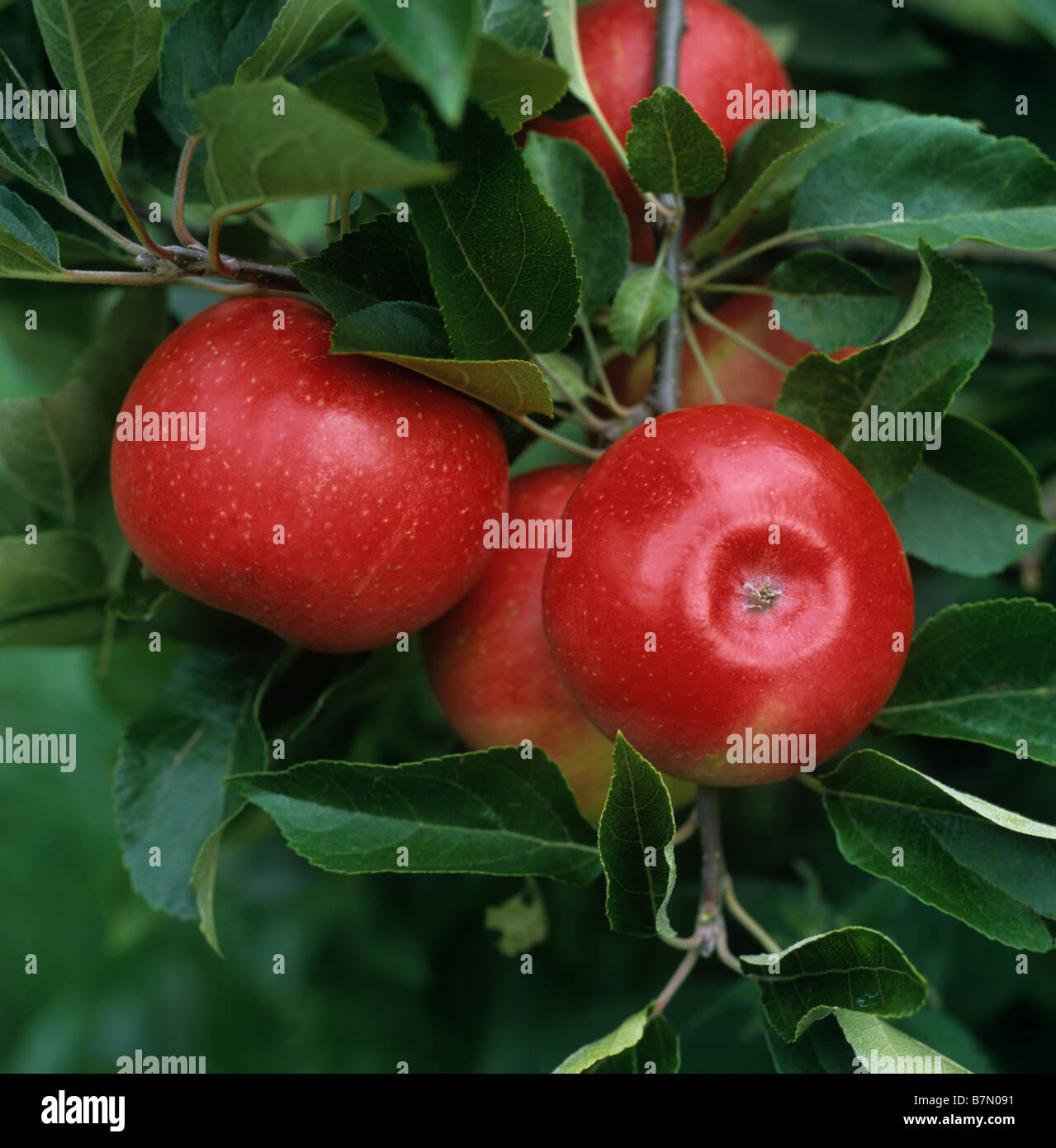 Ripe red Discovery apple fruit on the tree Gloucestershire Stock Photo