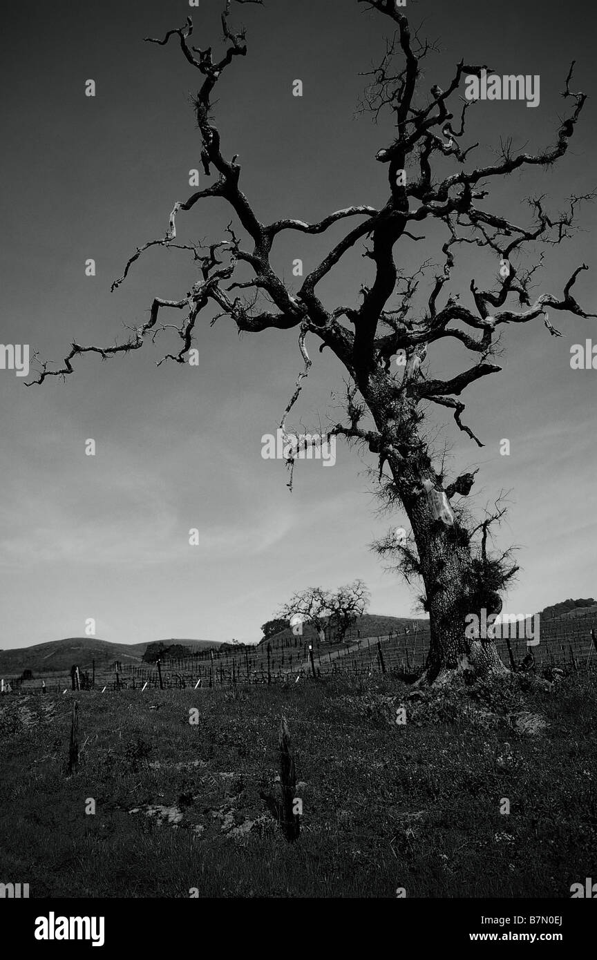 Old Black and White weathered tree. Stock Photo
