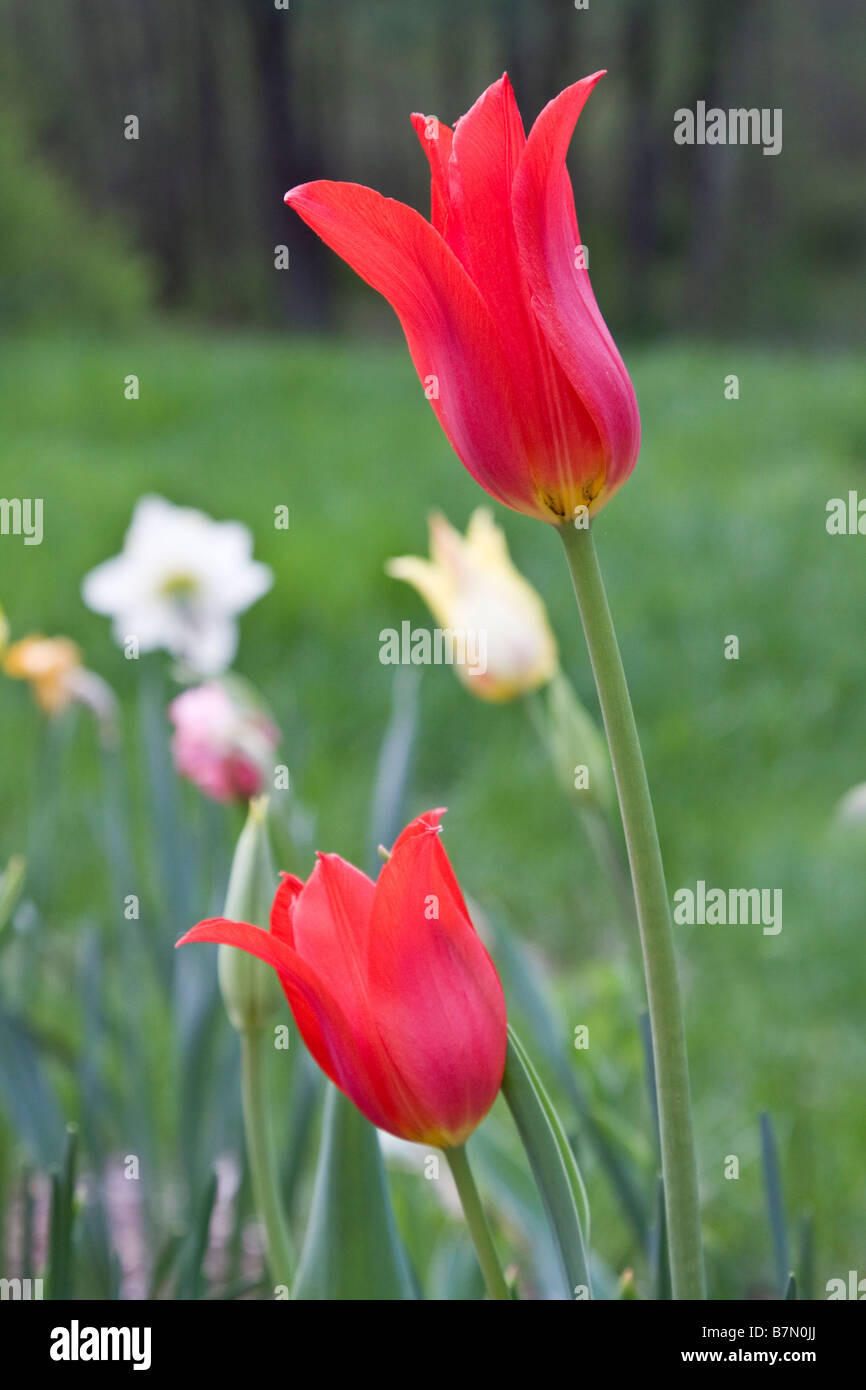 Blooming red lily flowered tulips Stock Photo Alamy