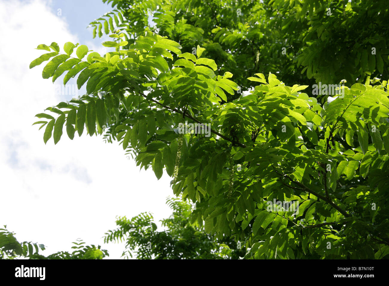 Caucasian Wingnut Pterocarya fraxinifolia Juglandaceae Stock Photo