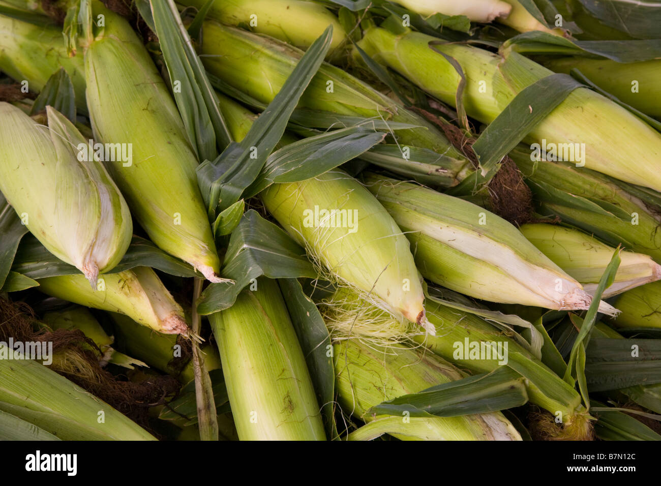 Corn in a pile at farmers market stand Stock Photo