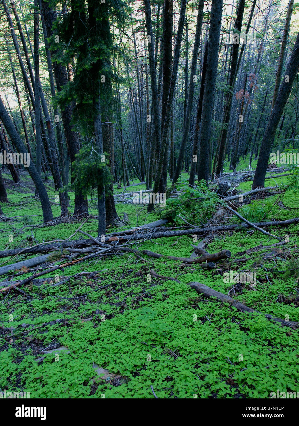 Scene from Millcreek Canyon hiking trail above Salt Lake City, Utah