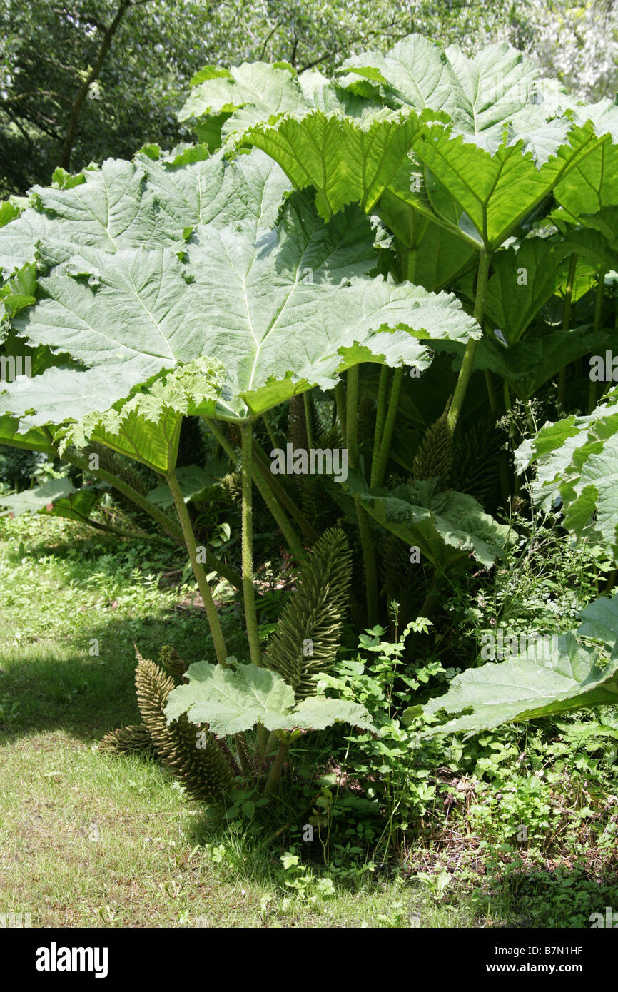 Giant Rhubarb, Gunnera tinctoria, Gunneraceae Stock Photo