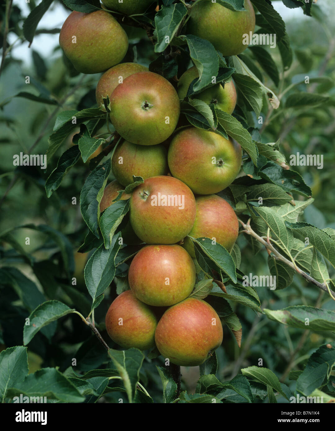 Ripe mature Coxs apple fruit on the tree Oxfordshire Stock Photo