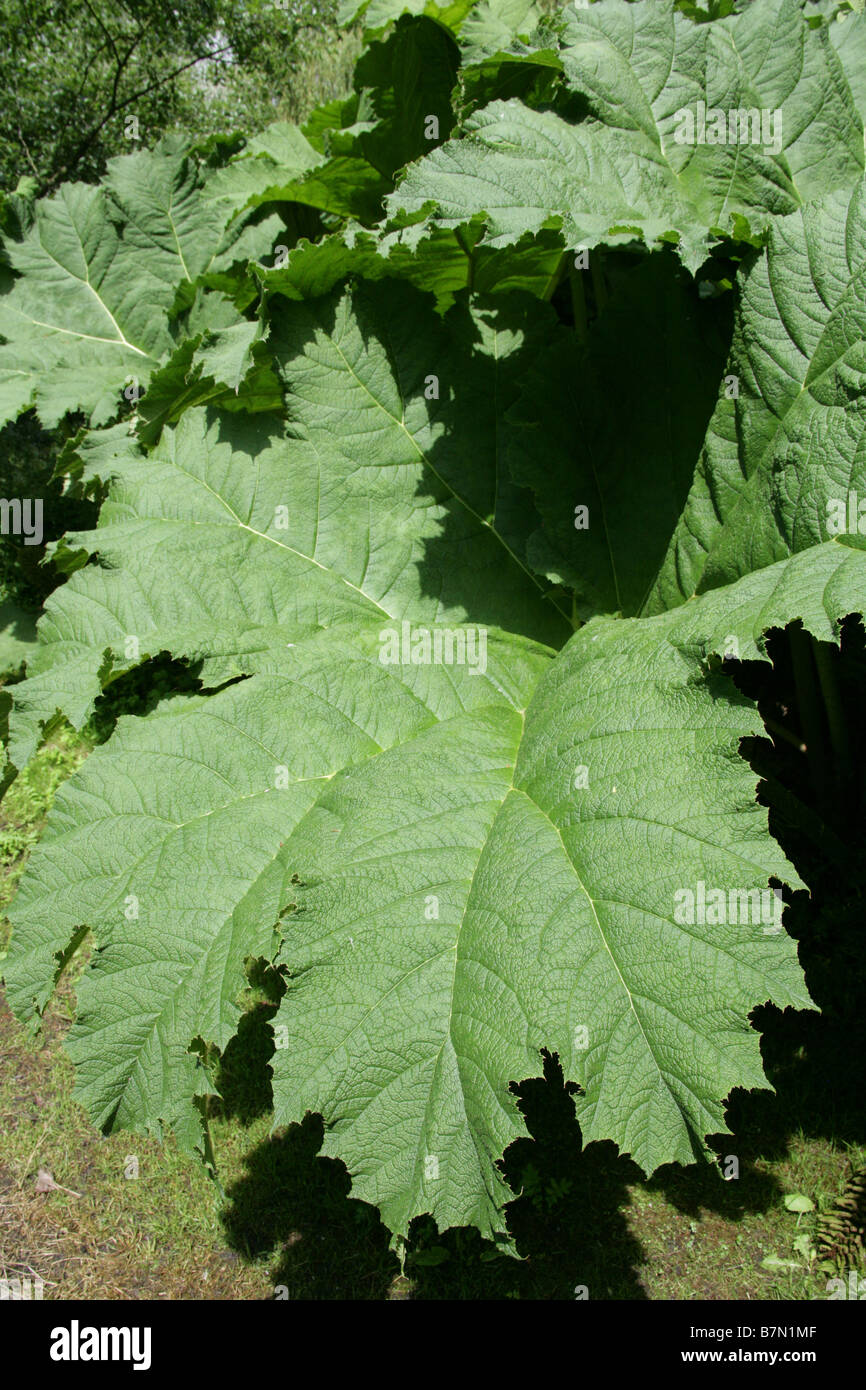 Giant Rhubarb, Gunnera tinctoria, Gunneraceae Stock Photo