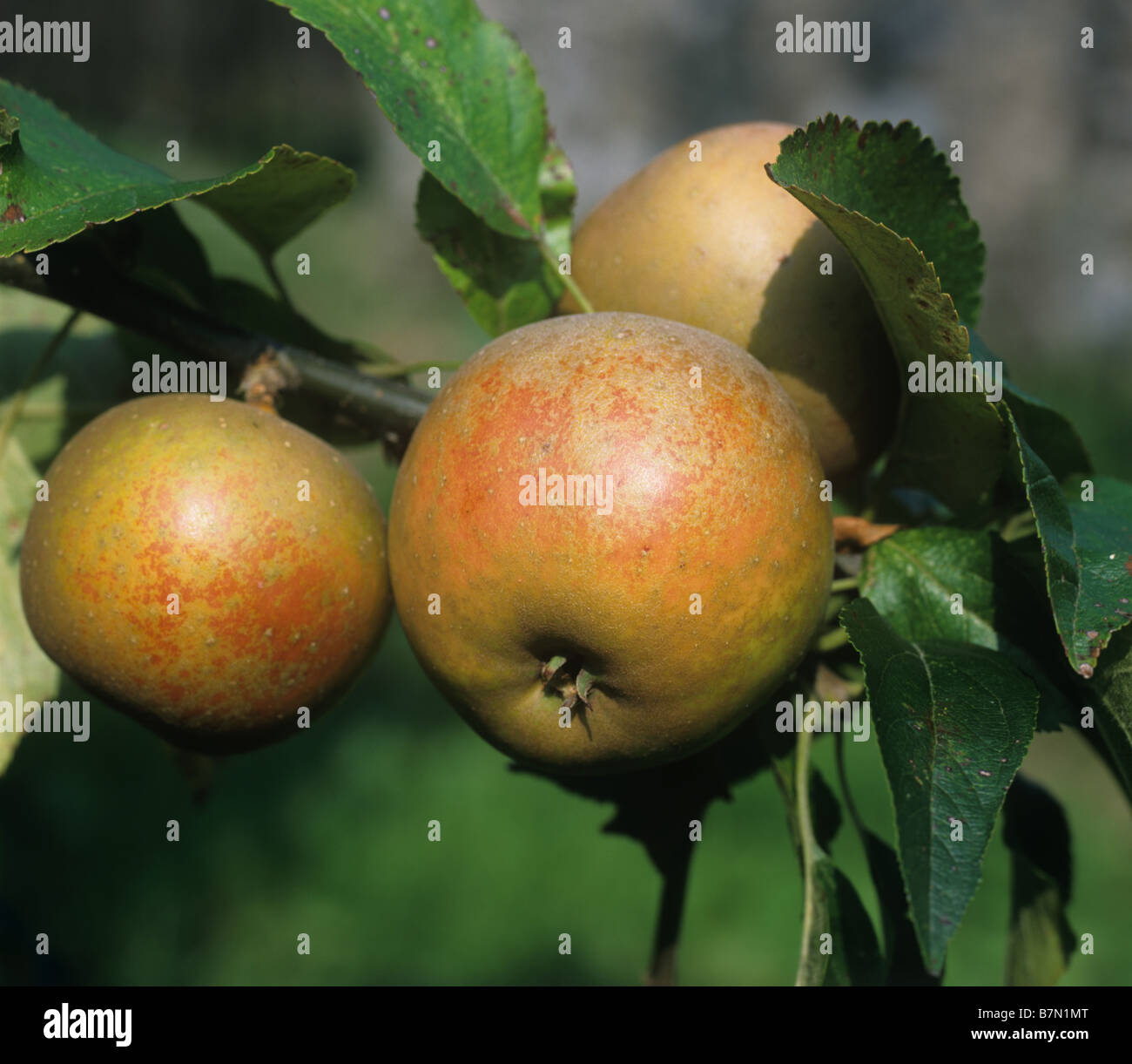 Ripe 'Egremont Russet' apples on the tree, Devon Stock Photo