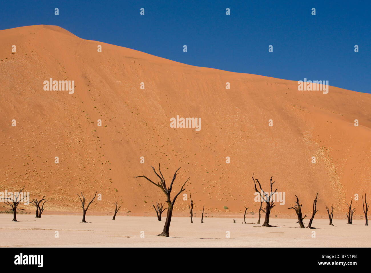 Dessicated Trees, A Mirage and Red Dunes at Dead Vlei, Sossusvlei, Namibia Stock Photo