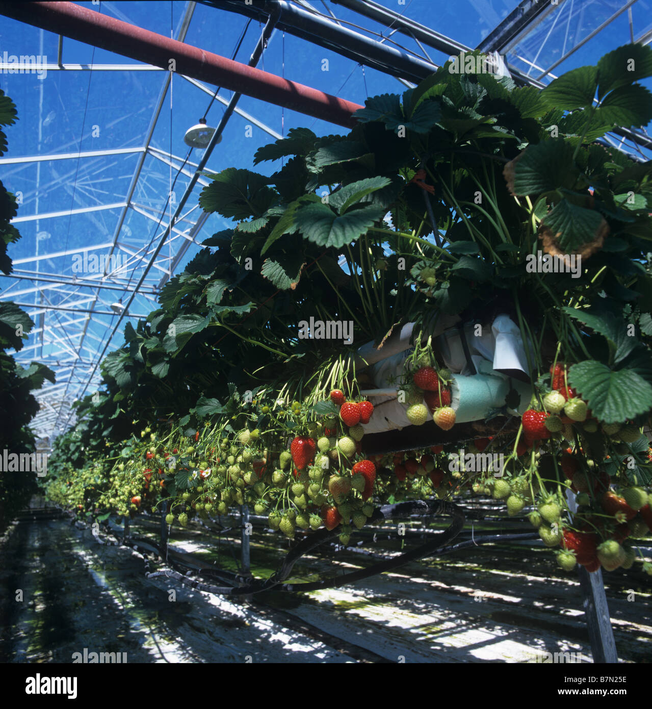 Strawberries variety Elsanta in suspended trays under glass with nutrient watering system Stock Photo