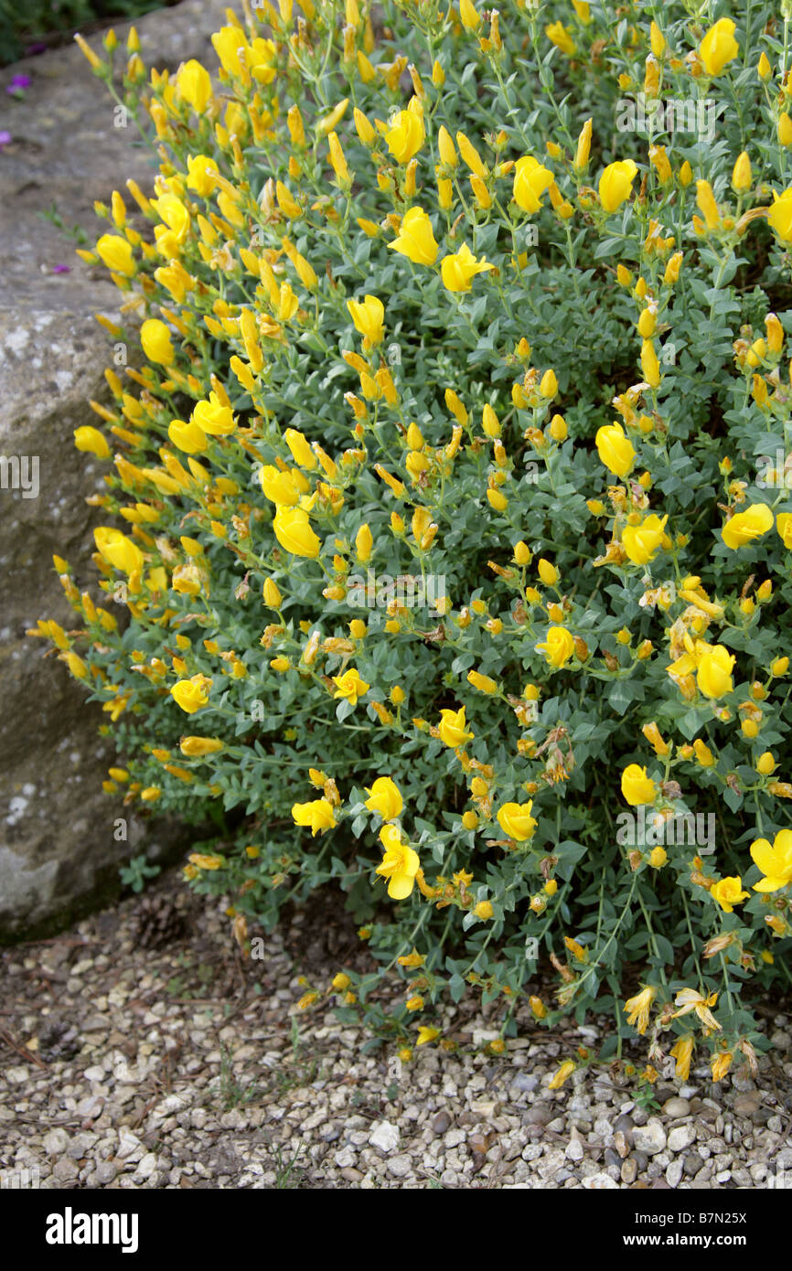 St John's Wort, Hypericum olympicum, Clusiaceae, Greece, Southern Balkans, South Bulgaria Stock Photo