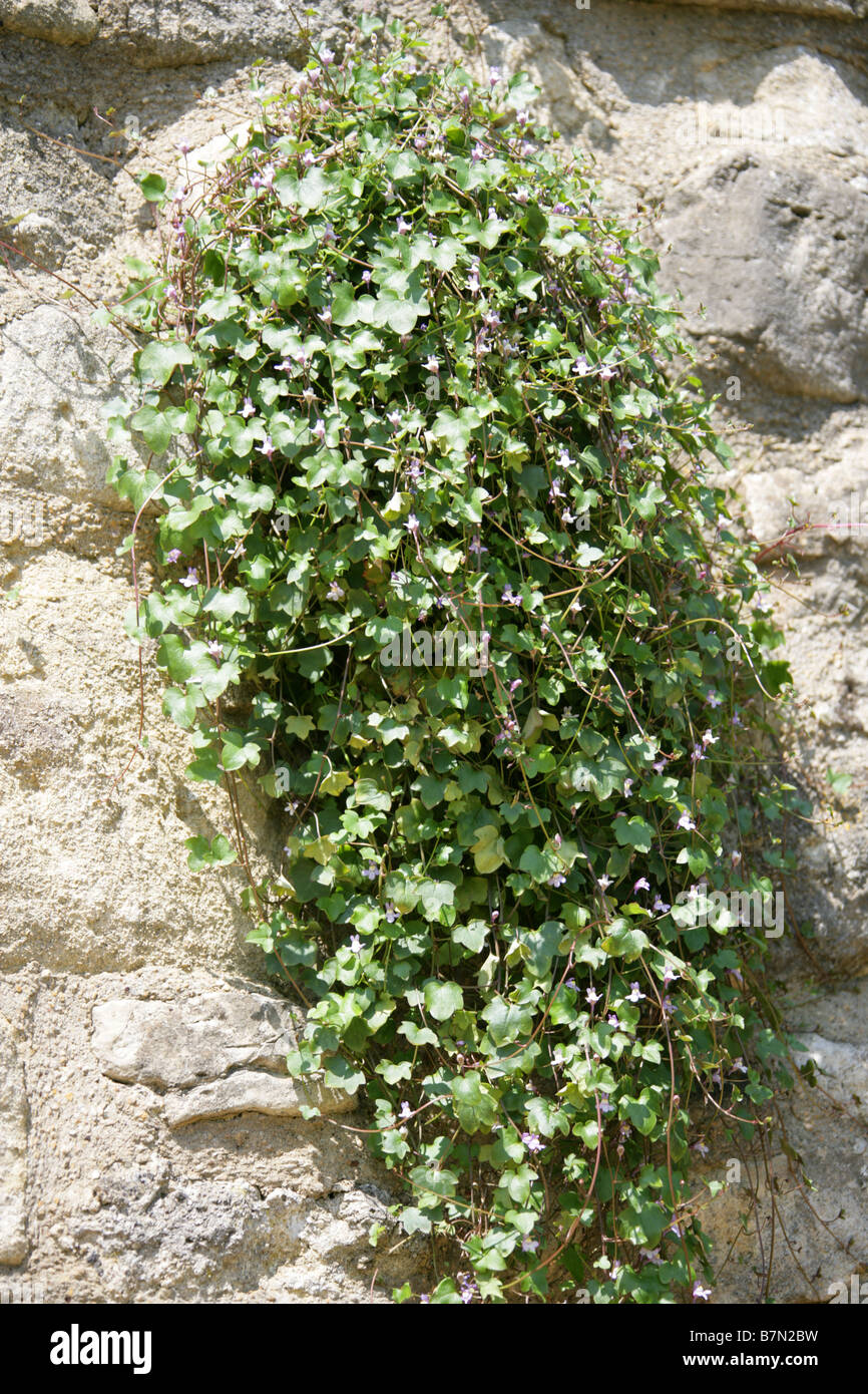 Ivy Leaved Toadflax, Cymbalaria muralis, Scrophulariaceae Stock Photo
