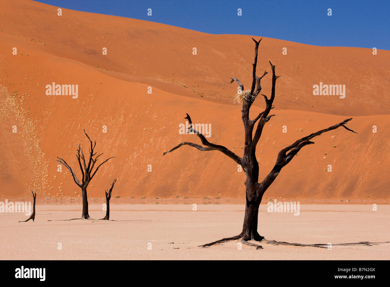 Dessicated tree hi-res stock photography and images - Alamy