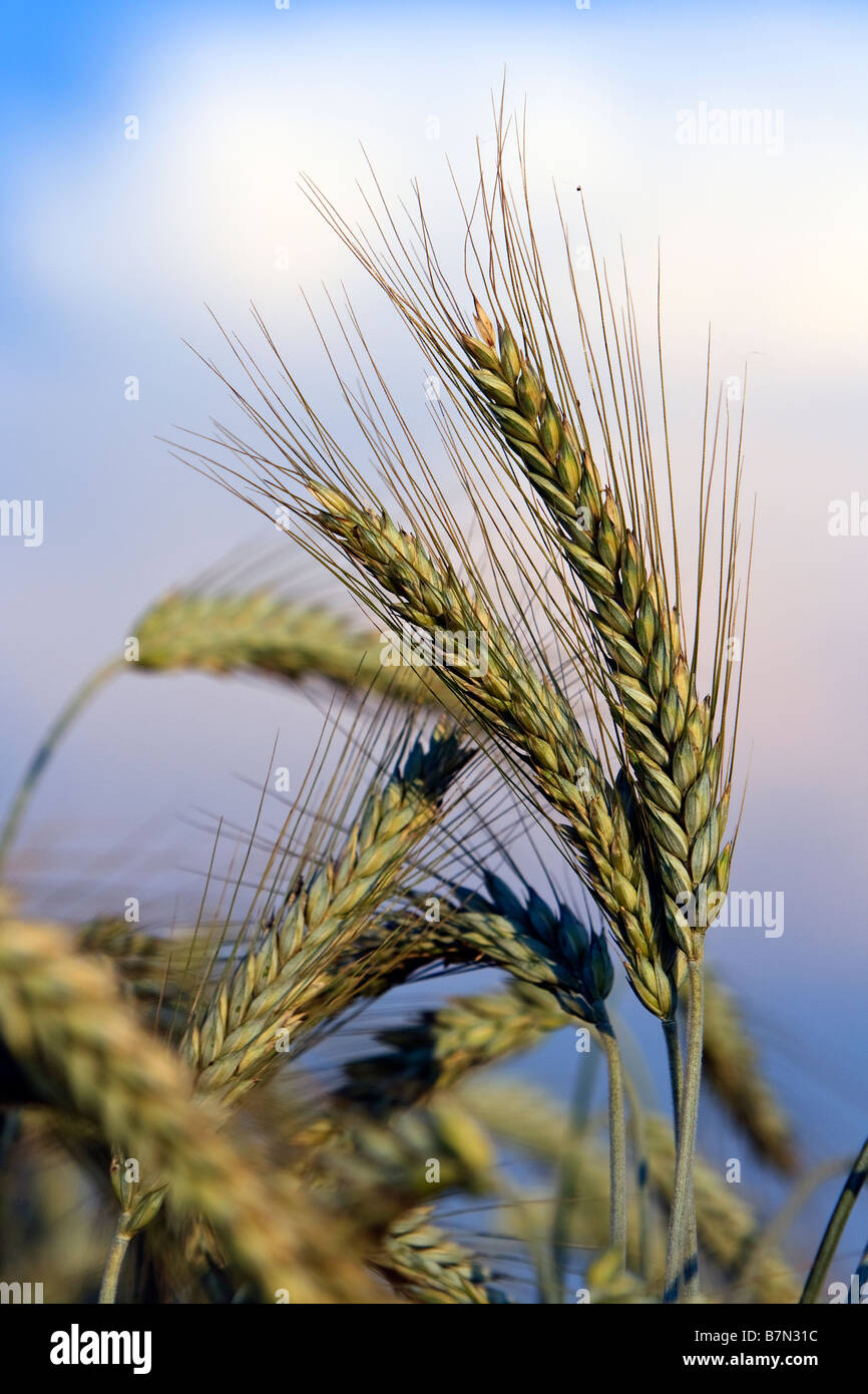 wheat ears Stock Photo