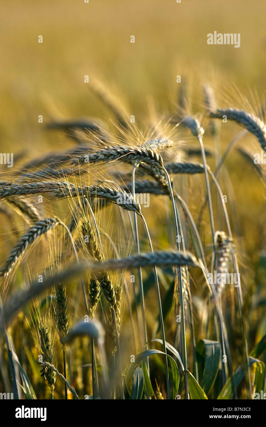 wheat field (Triticum) Stock Photo