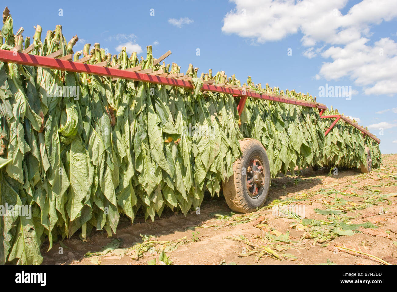 Tobacco leaves on a farm trailer in Ontario Canada Stock Photo Alamy