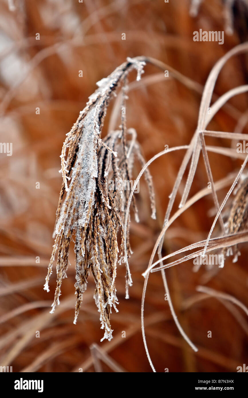 frozen plant Stock Photo