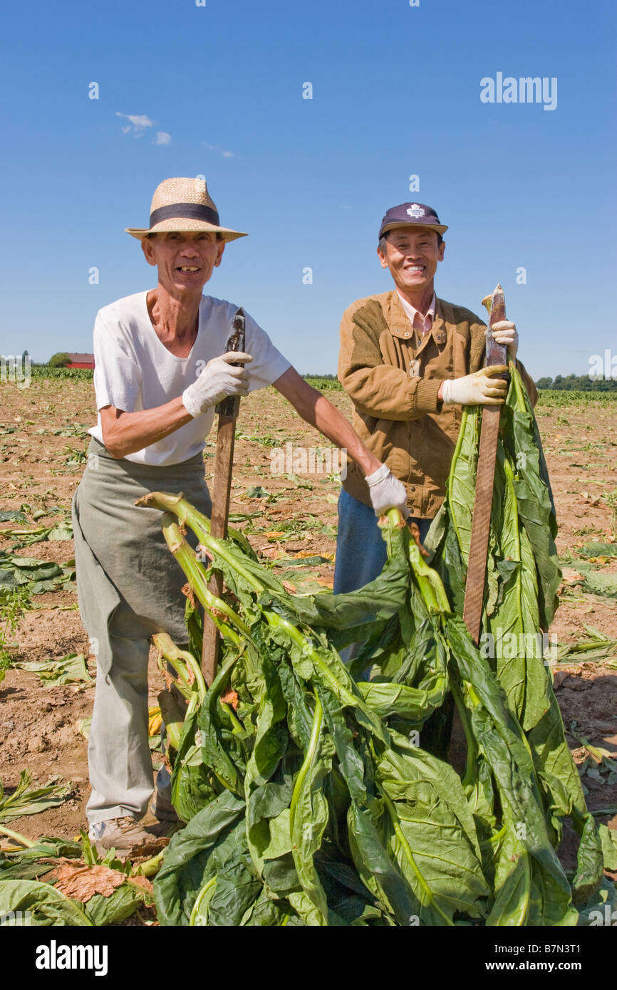 Tobacco farmers in Ontario Canada Stock Photo Alamy