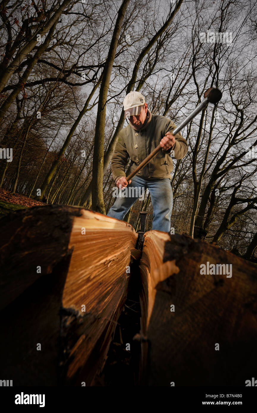 The splitting of sweet chestnut logs being used to make a Sussex cleft ...