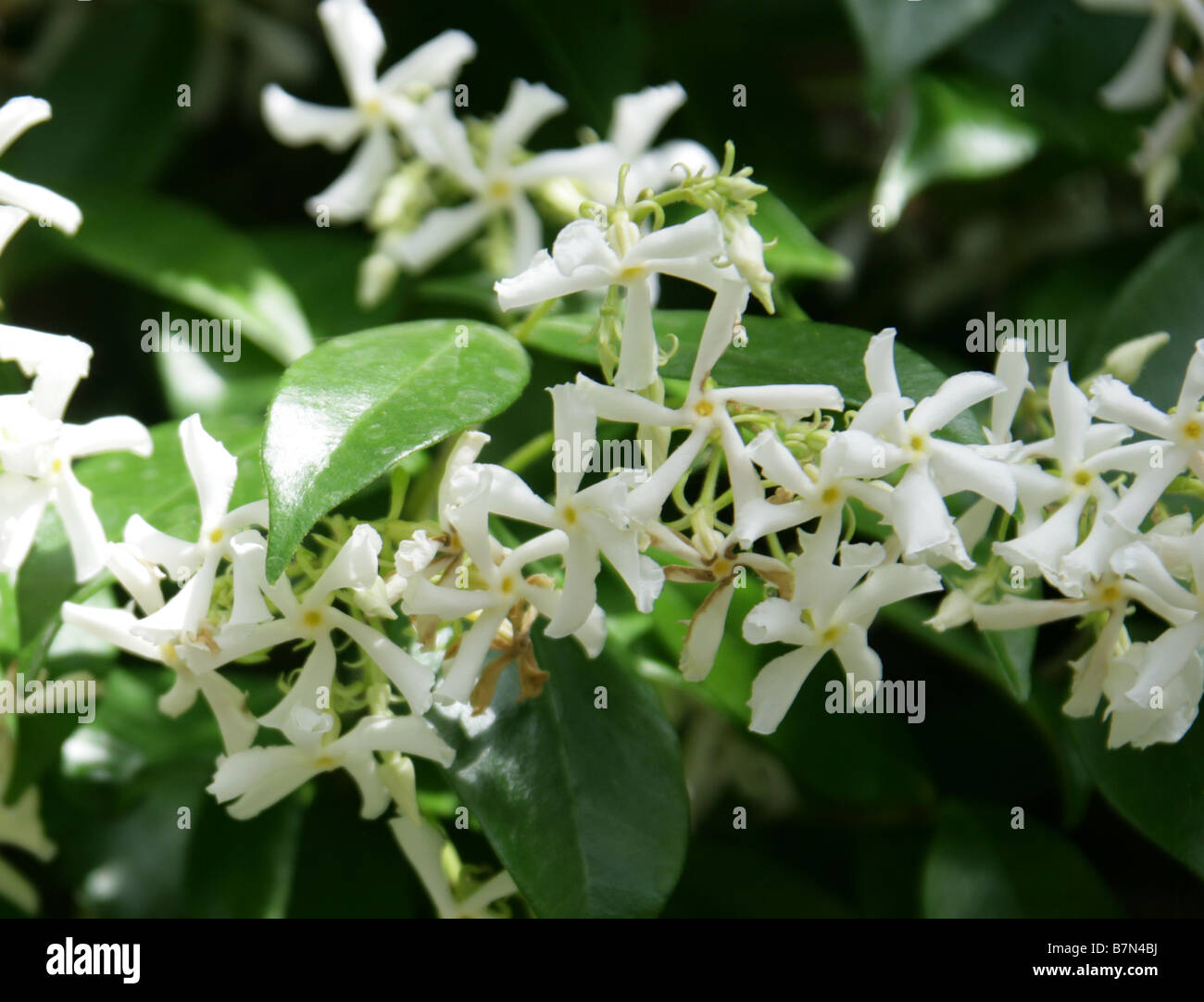 Star jasmine or confederate jasmine hires stock photography and images