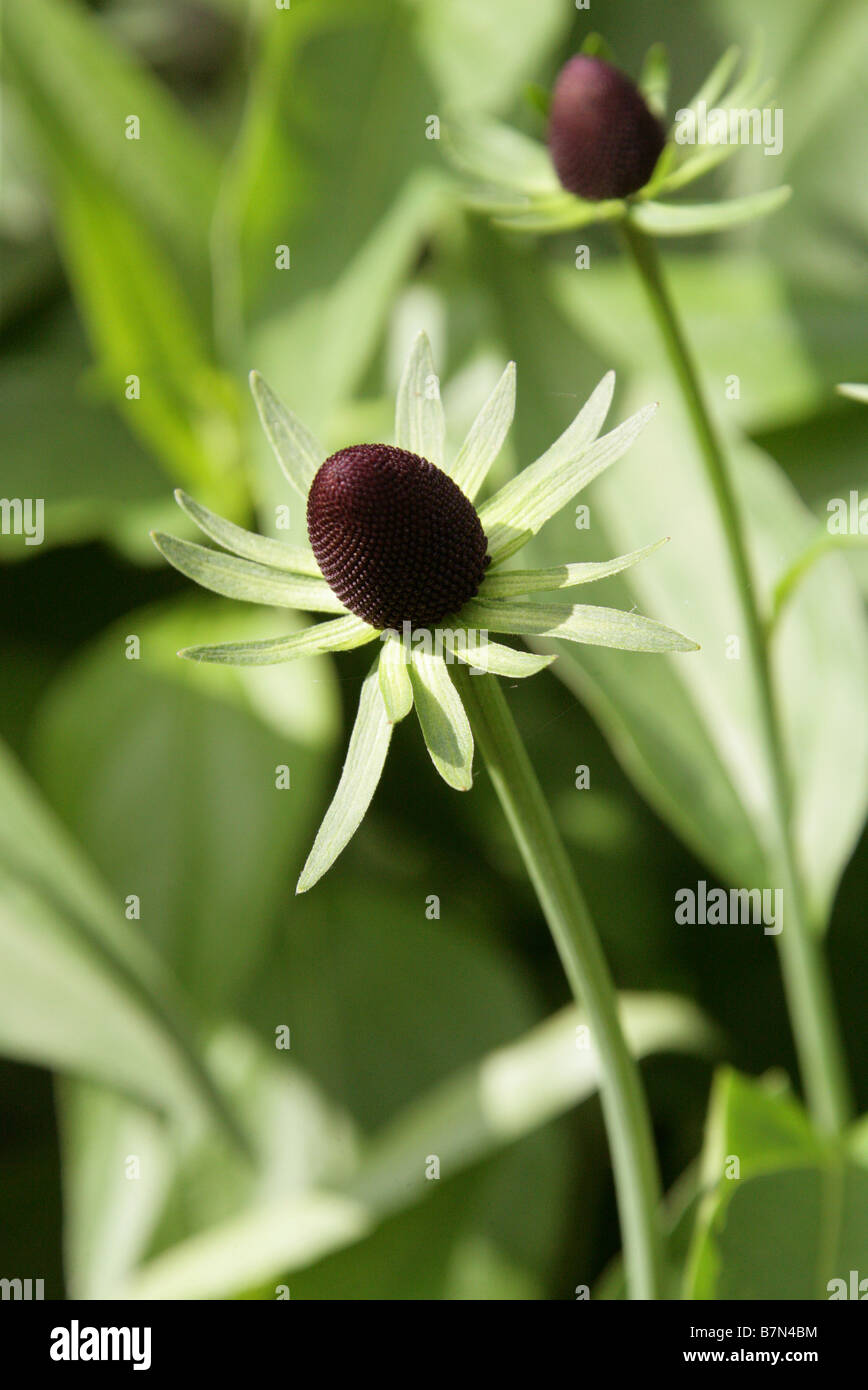 Western Coneflower, Rudbeckia occidentalis 'Green Wizard', Asteraceae Stock Photo