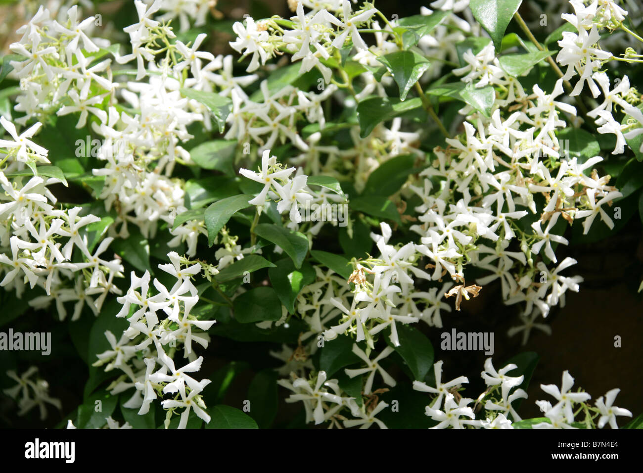 Star Jasmine or Confederate Jasmine, Trachelospermum jasminoides syn Rhynchospermum jasminoides, Apocynaceae Stock Photo