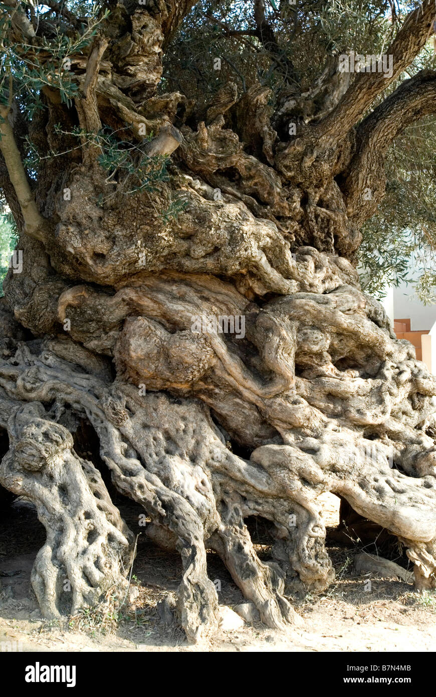 3000 year old olive tree Stock Photo