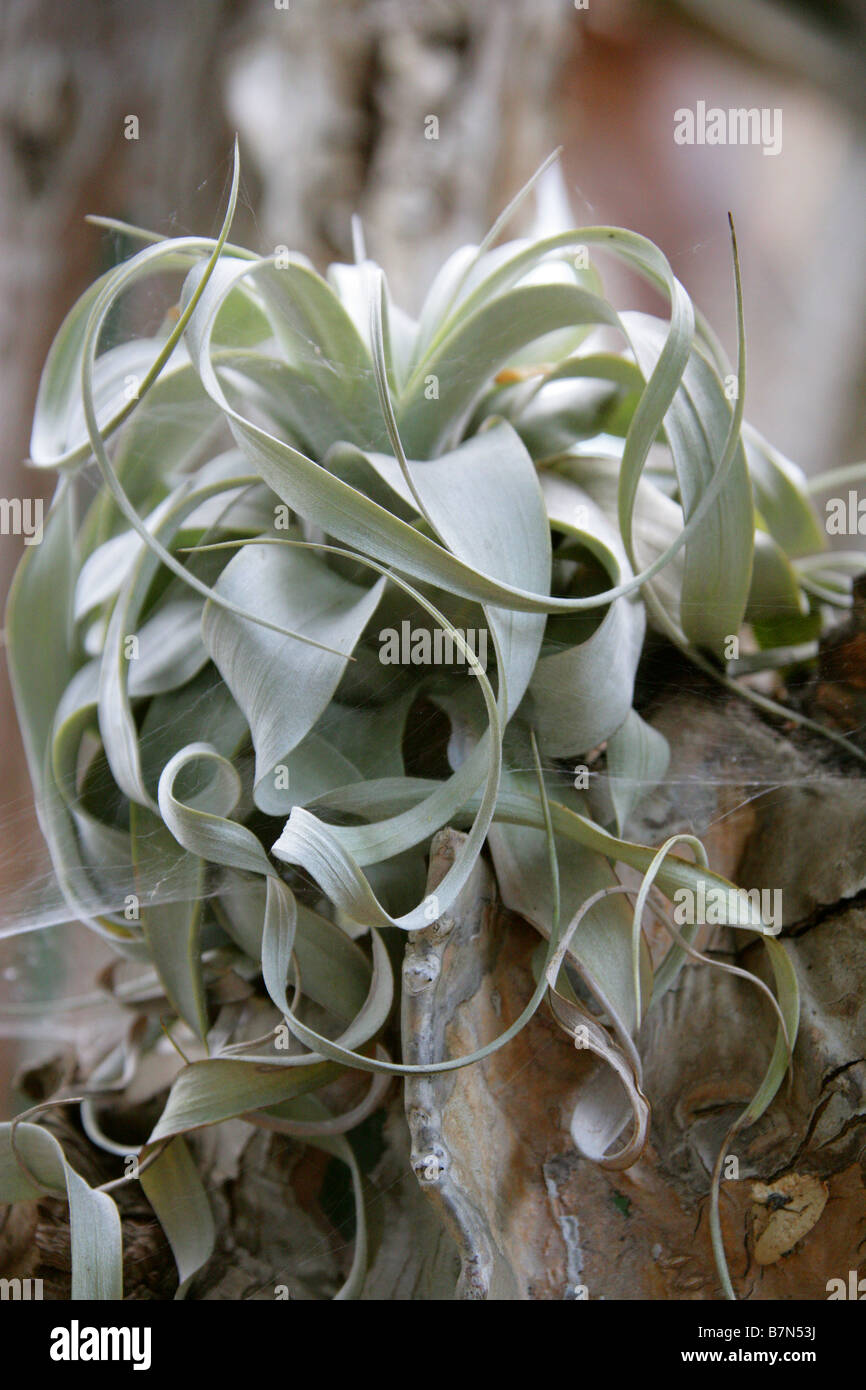 Shirley Temple Airplant, Tillandsia xerographica, Bromeliaceae, Mexico, Guatamala and El Salvador Stock Photo