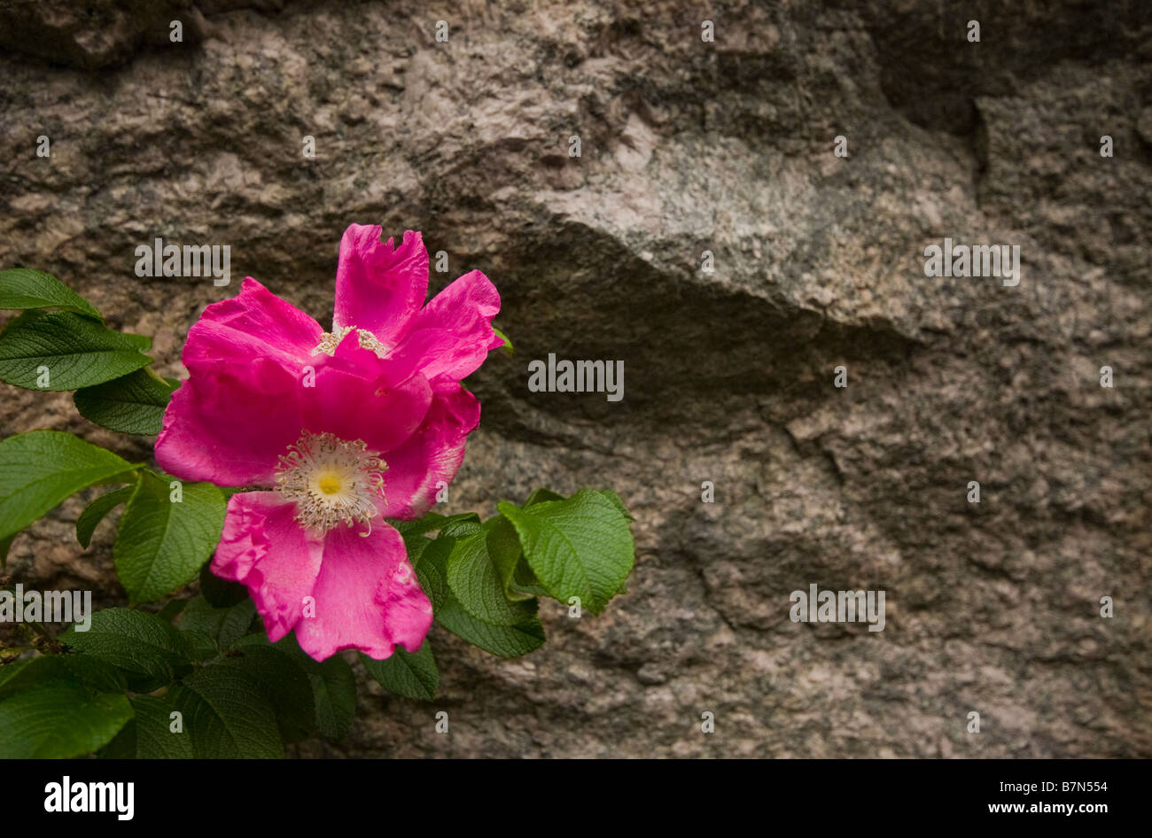Roses in front of a rock formation Stock Photo