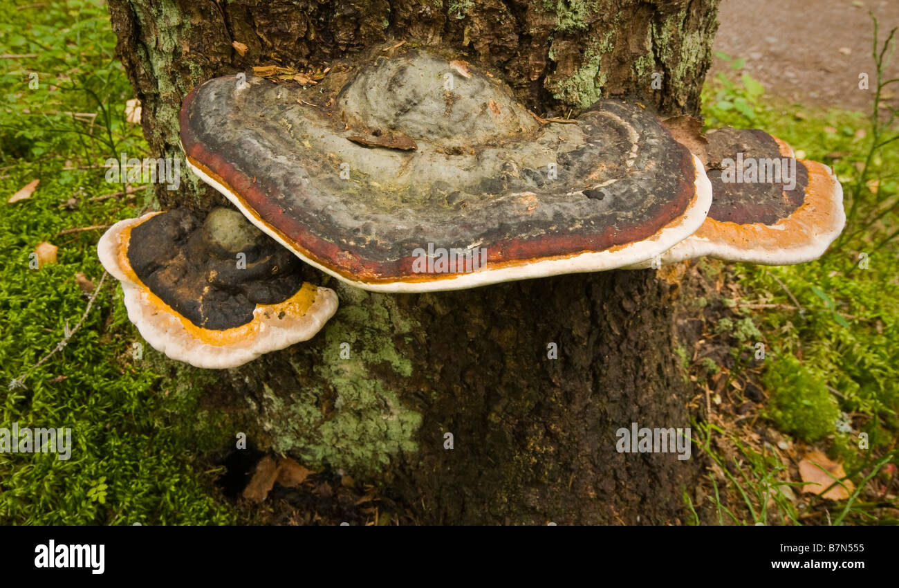 Mushrooms growing on a tree Stock Photo
