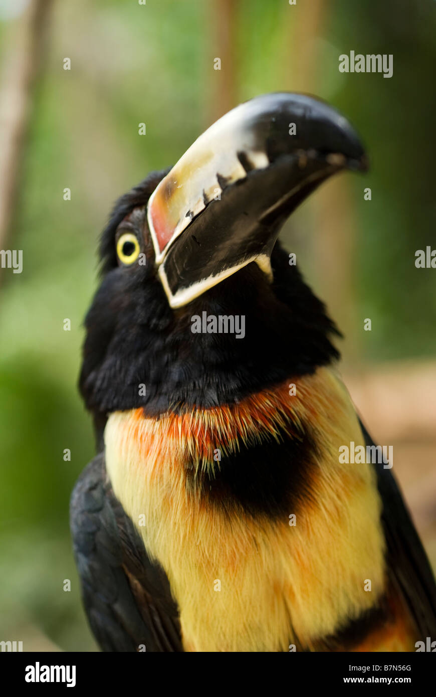 Honduras, Copan, Macaw Mountain Bird Park. Collared Aracari (Pteroglossus torquatus) Stock Photo