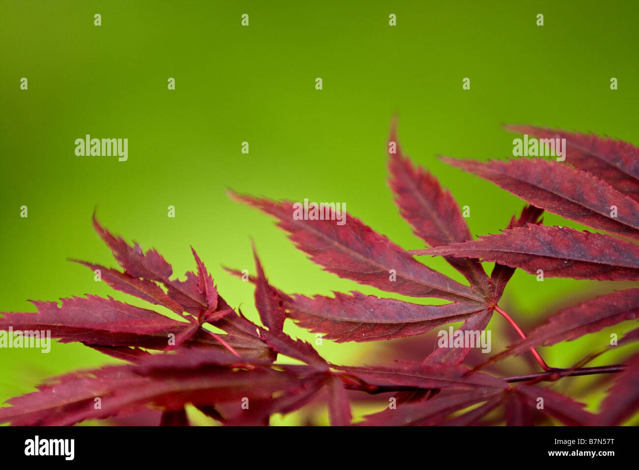 Purple acer palmatum japanese maple hi-res stock photography and images ...