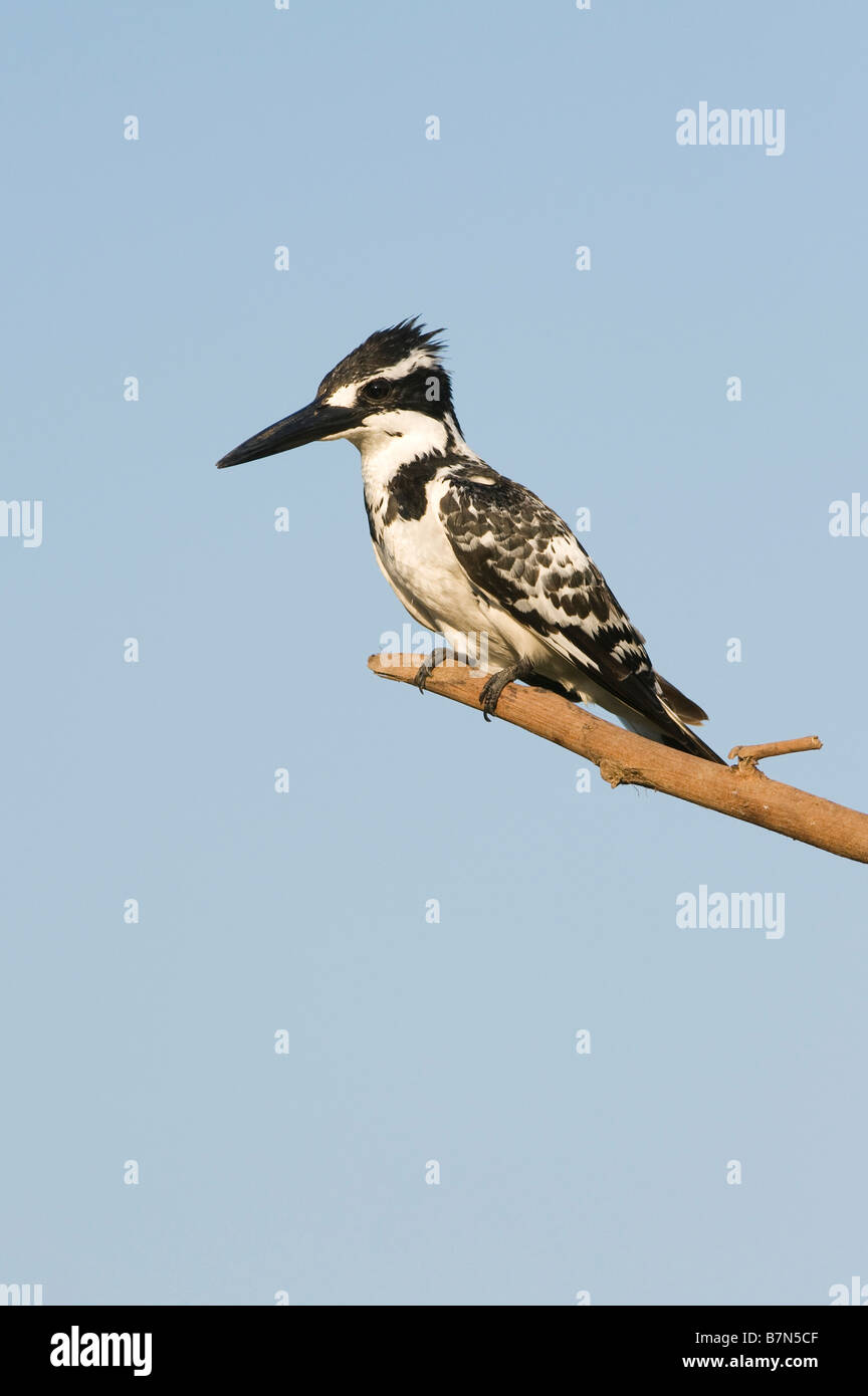 Water birds of india hi-res stock photography and images - Alamy