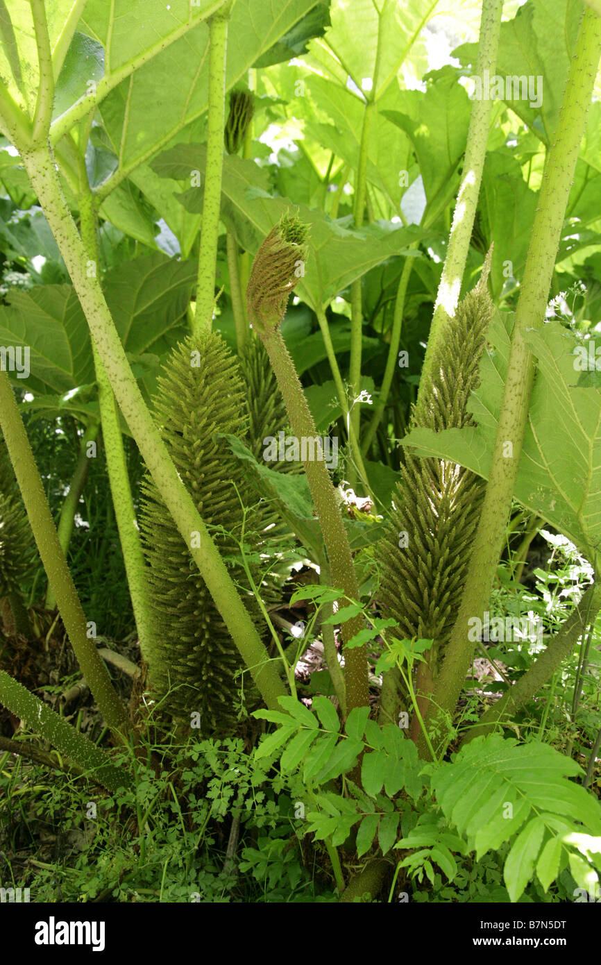 Giant Rhubarb, Gunnera tinctoria, Gunneraceae Stock Photo