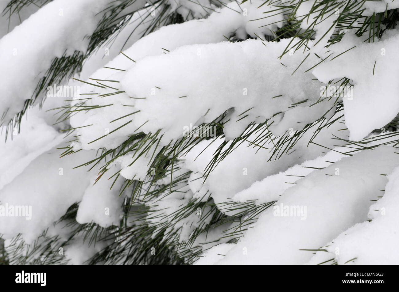 Close up of snow on pine tree Stock Photo