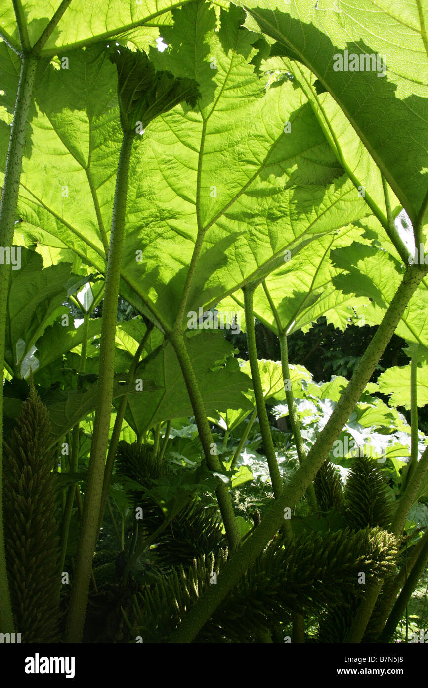 Giant Rhubarb, Gunnera tinctoria, Gunneraceae Stock Photo