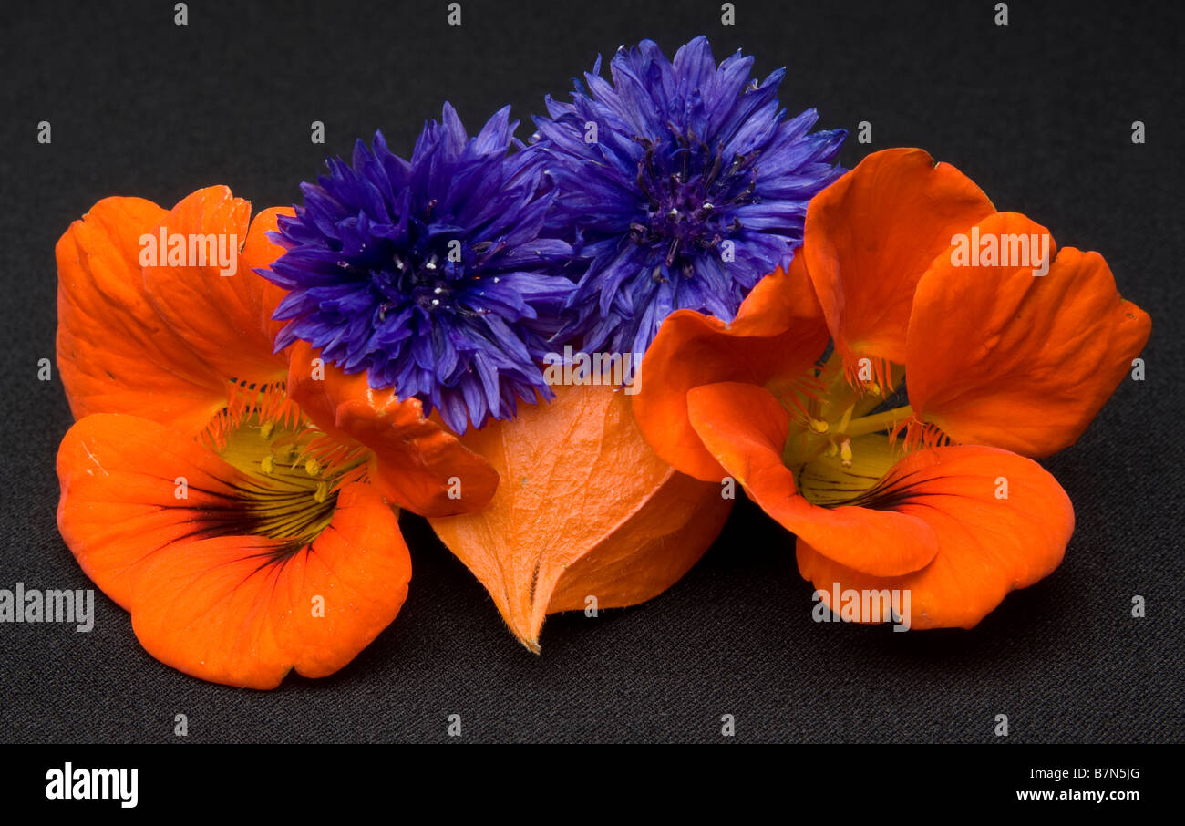 Stylish composition of flowers in a studio Stock Photo