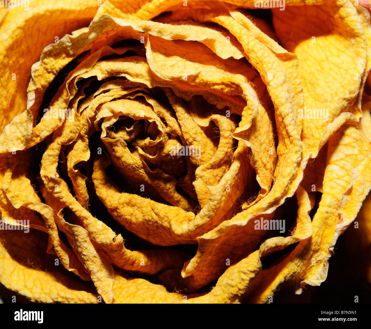 Dried Yellow Rose close up Stock Photo Alamy