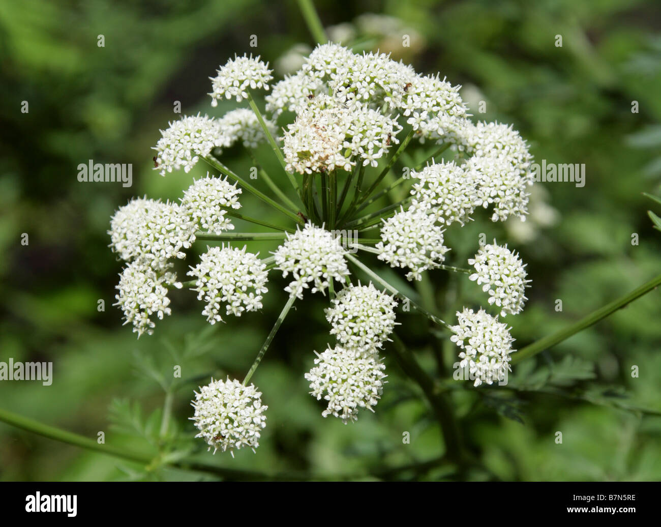 Hemlock Water Dropwort, Oenanthe crocata, Apiaceae Stock Photo