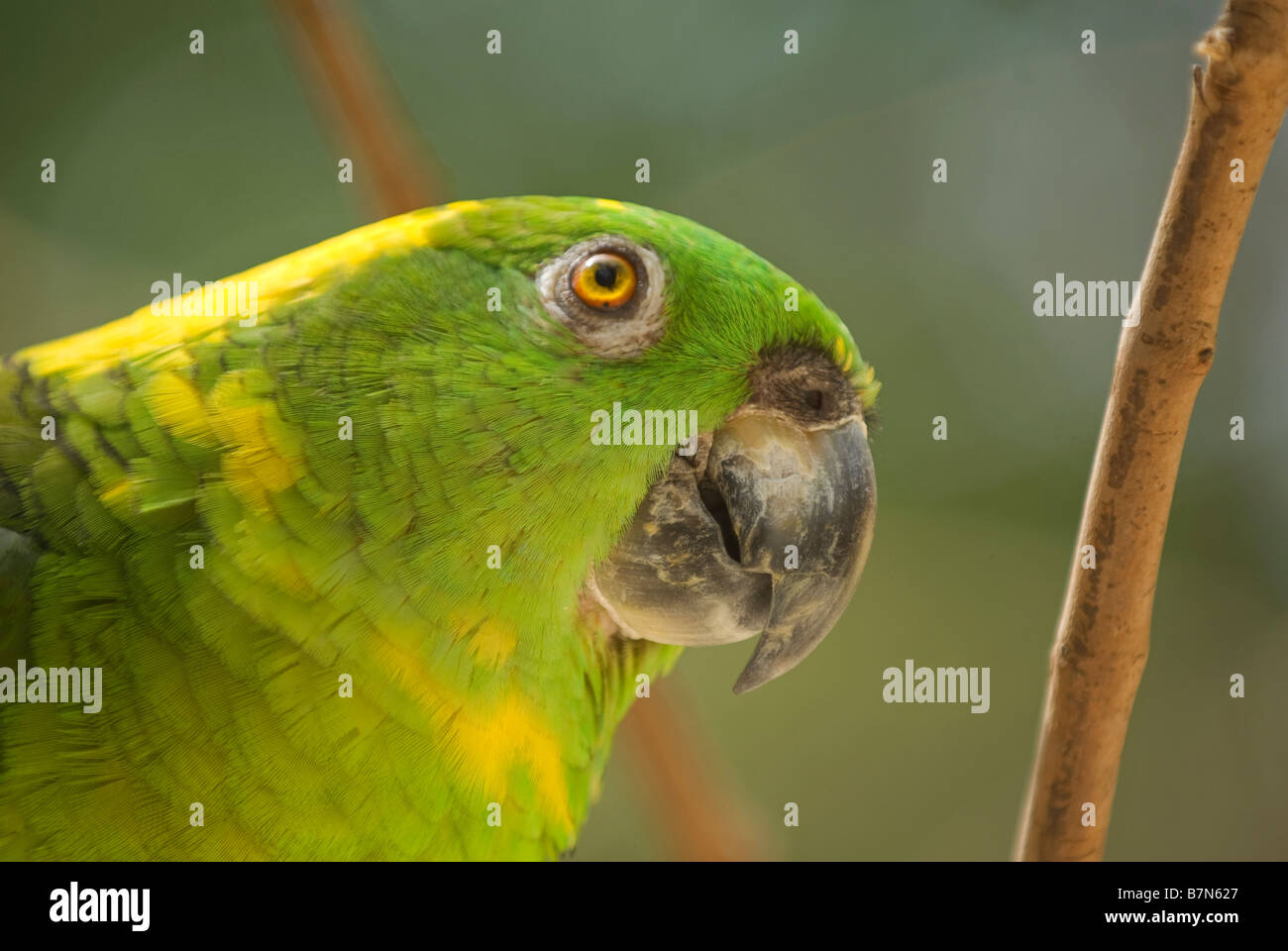 Honduras, Copan, Macaw Mountain Bird Park. Yellow-Naped Amazon Parrot, Amazona achrocephala. Stock Photo