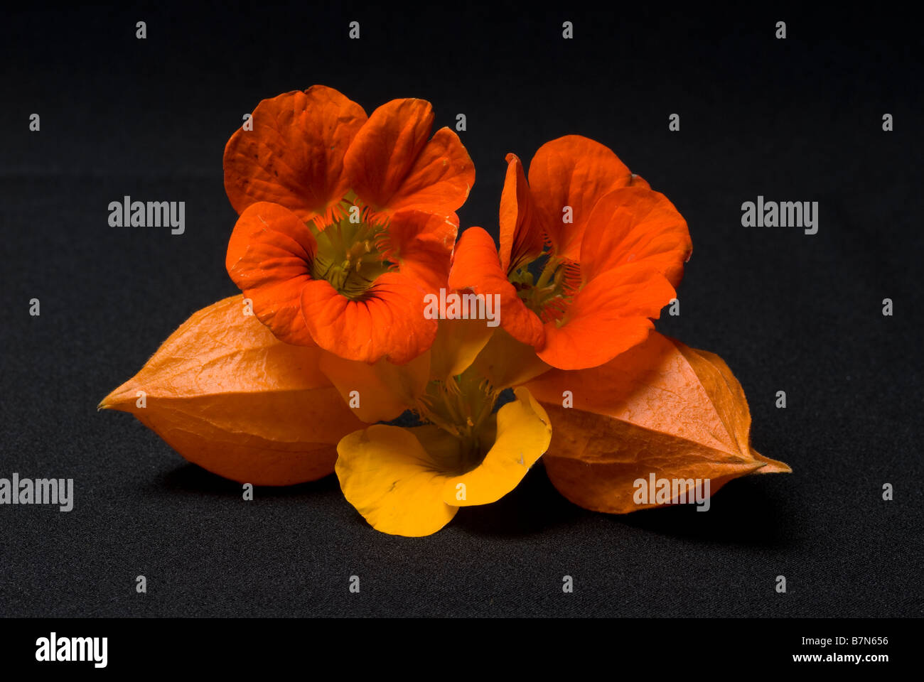 Stylish composition of flowers in a studio Stock Photo