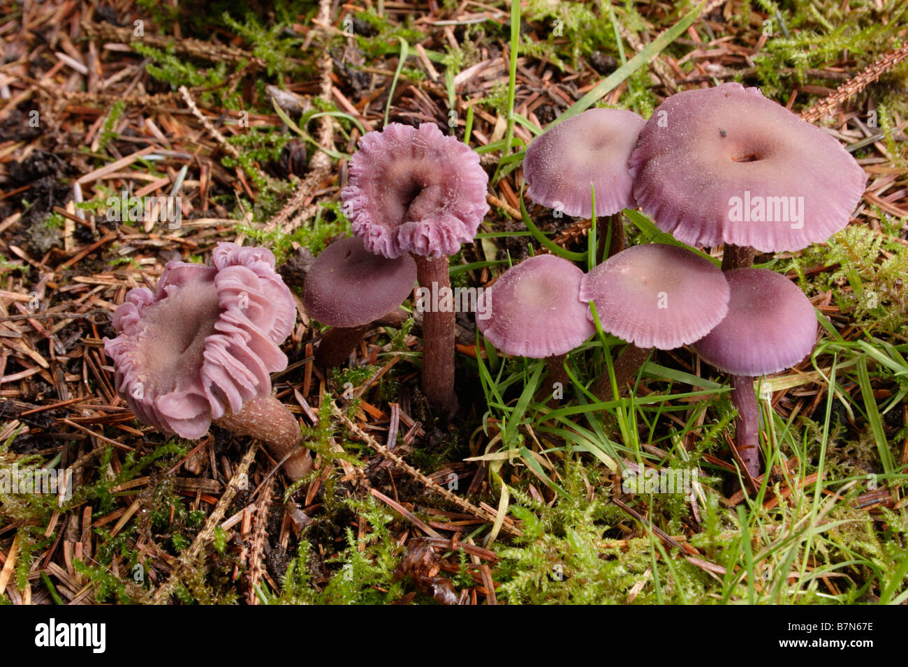 Amethyst deceiver fungi Laccaria amethystina under conifers UK Stock
