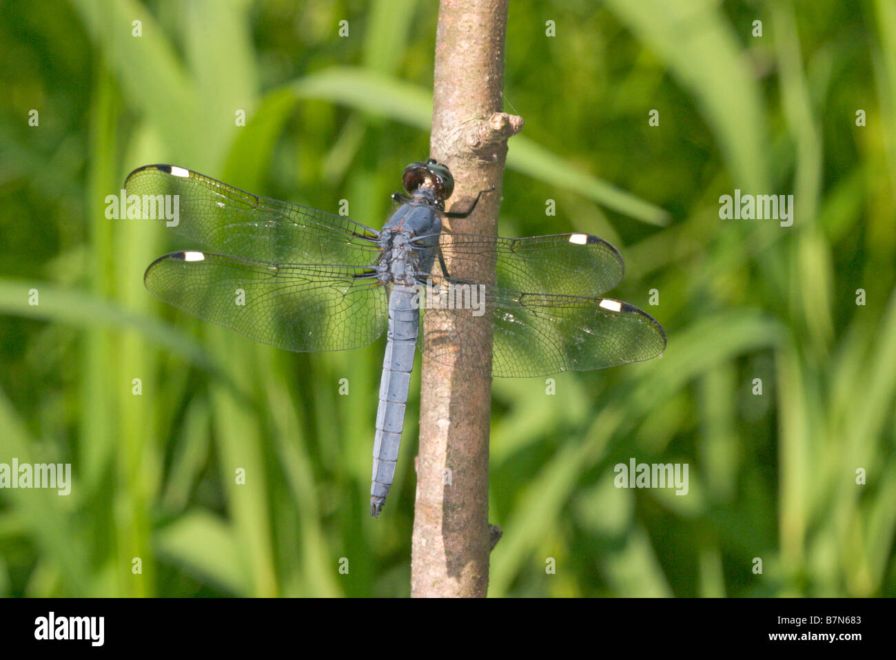 Spangled Skimmer Stock Photo
