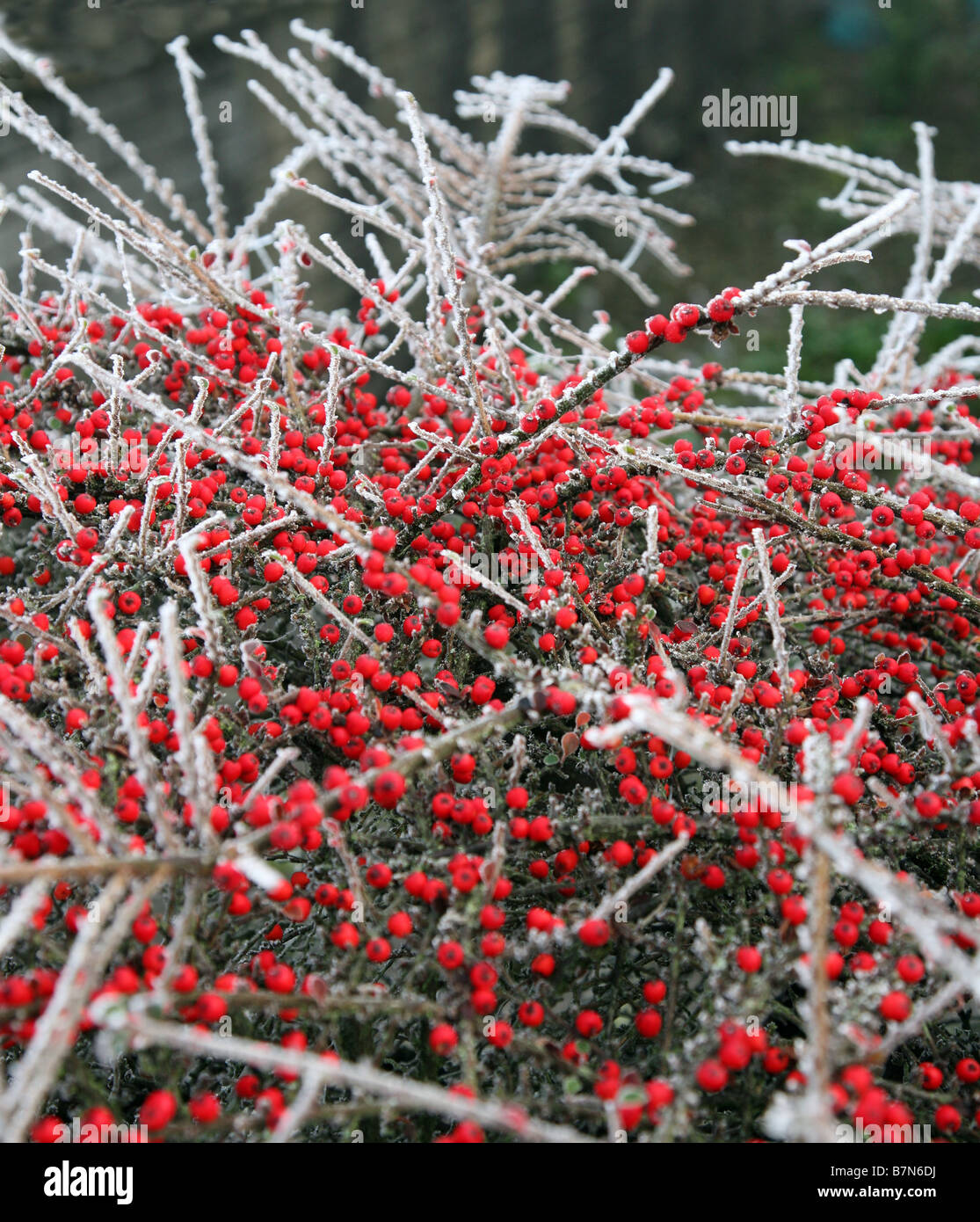 A Cotoneaster bush covered in ice and frost with red berries in the background Stock Photo