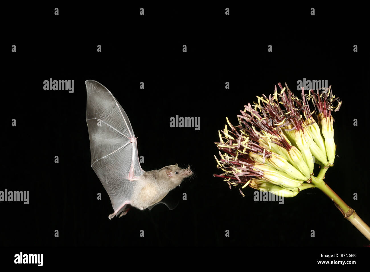 Nectar bat feeding hi-res stock photography and images - Alamy