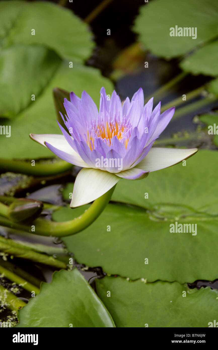 Water Lily, Nymphaea capensis, Hybrid Nymphaeaceae, Cultivated Variety Stock Photo