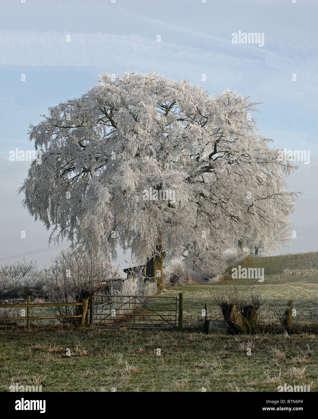 Field frost covered tree hi-res stock photography and images - Alamy