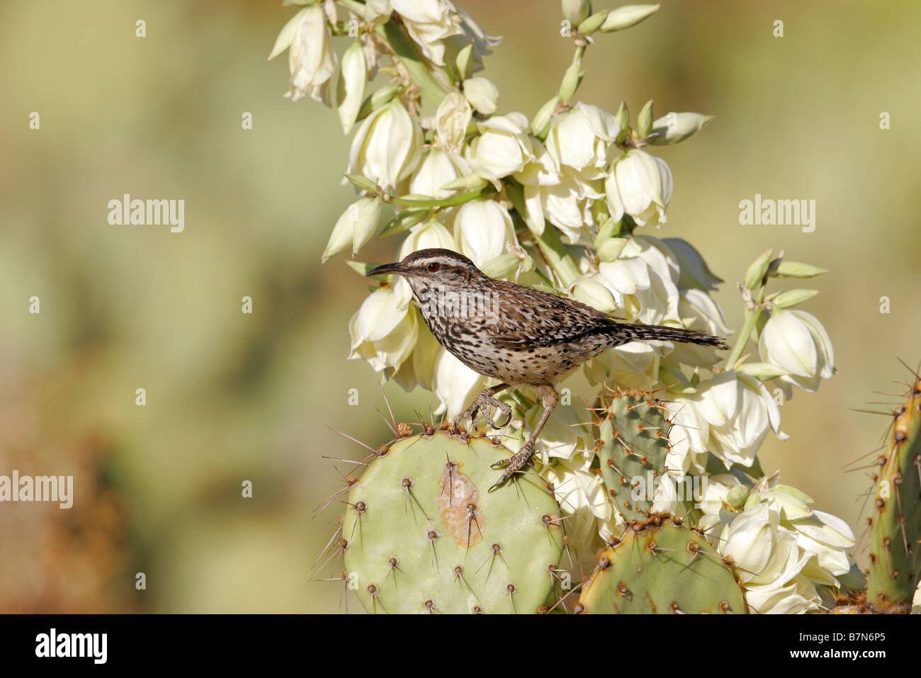 Cactus Wren Campylorhynchus brunneicapillus Tucson Arizona United States 7 June Adult Troglodytidae Stock Photo