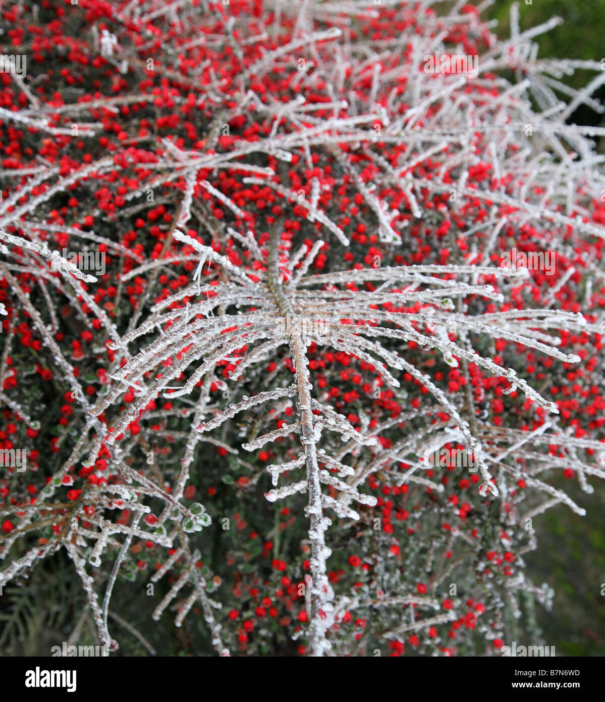 A Cotoneaster bush covered in ice and frost with red berries in the background Stock Photo