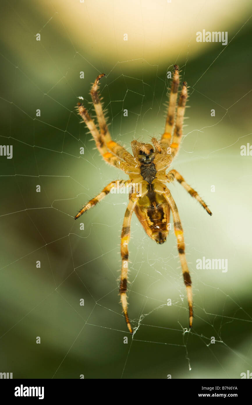 face and under belly of British, European common garden spider Araneus Diadematus, cat like facial features. raw unsharpened Stock Photo